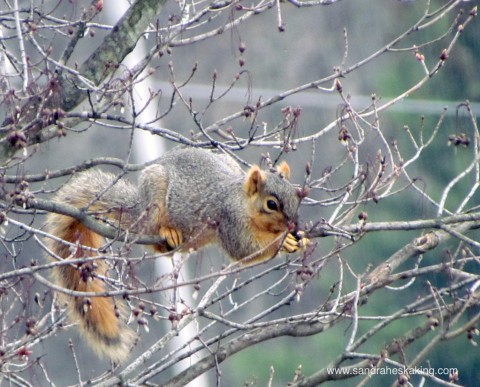 squirrel poetry 3