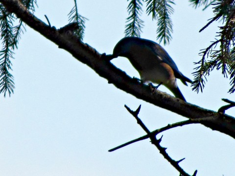 tree prune bluebird