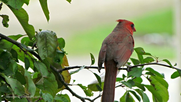 cardinal of hope2