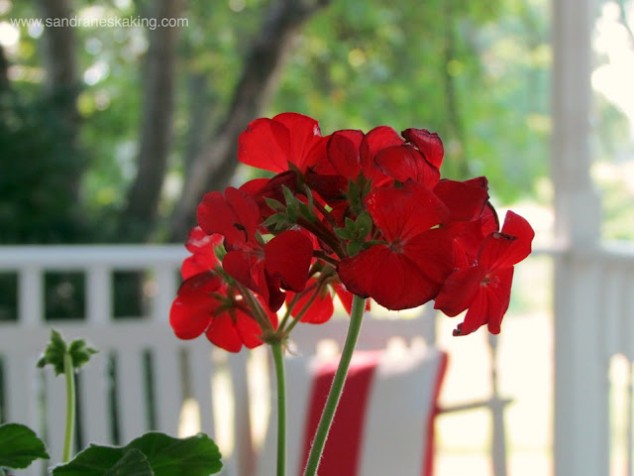 porch geranium