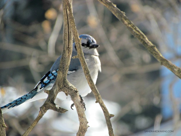 BRANCHES - BLUE JAY