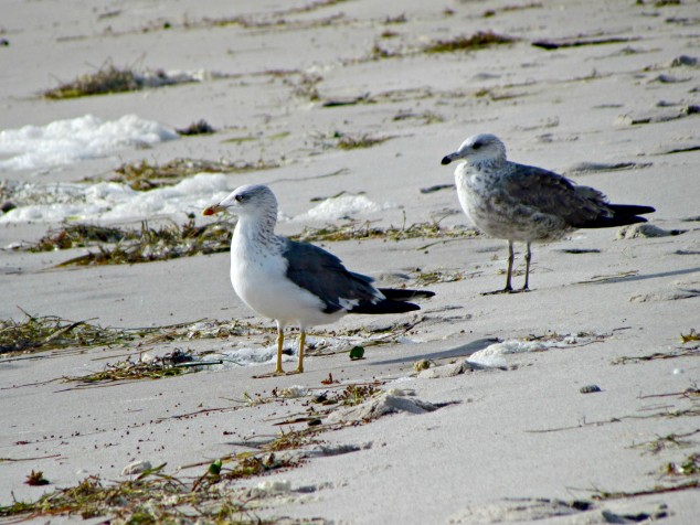 flds-beach-seagulls