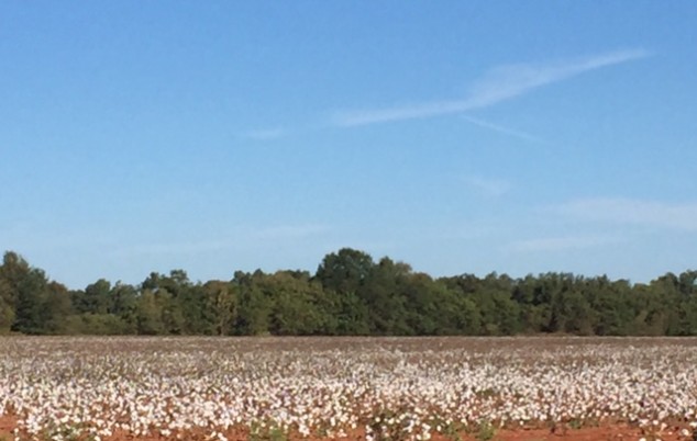 cotton-field