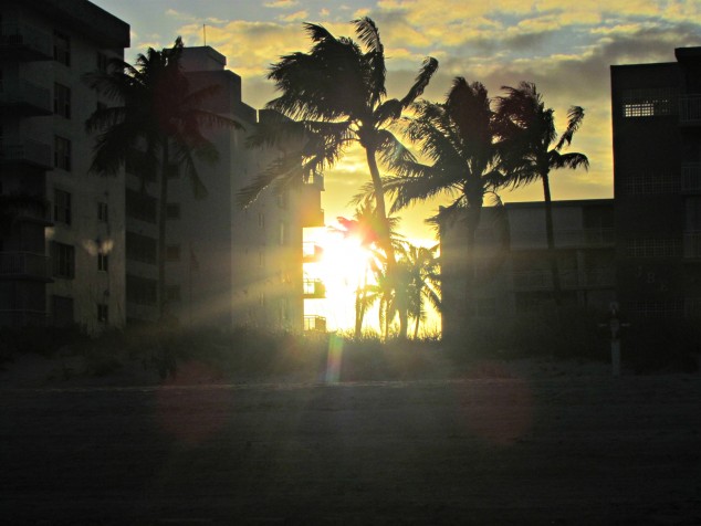 palms-at-sunset