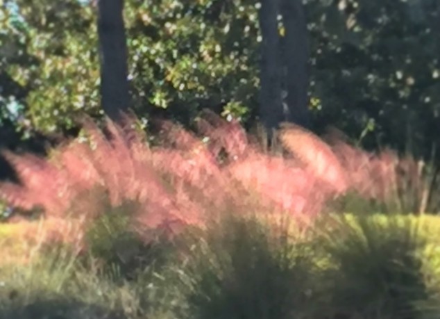 pink-grass