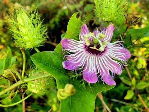 Keeping distance - passion flower